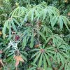 Schefflera Taiwaniana -Promesse de fleurs Boutique 1