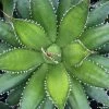Agave Horrida -Promesse de fleurs Boutique AGAVE horrida IF 18988 1