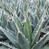 Agave Kerchovei -Promesse de fleurs Boutique AGAVE kerchovei IF 18989 1