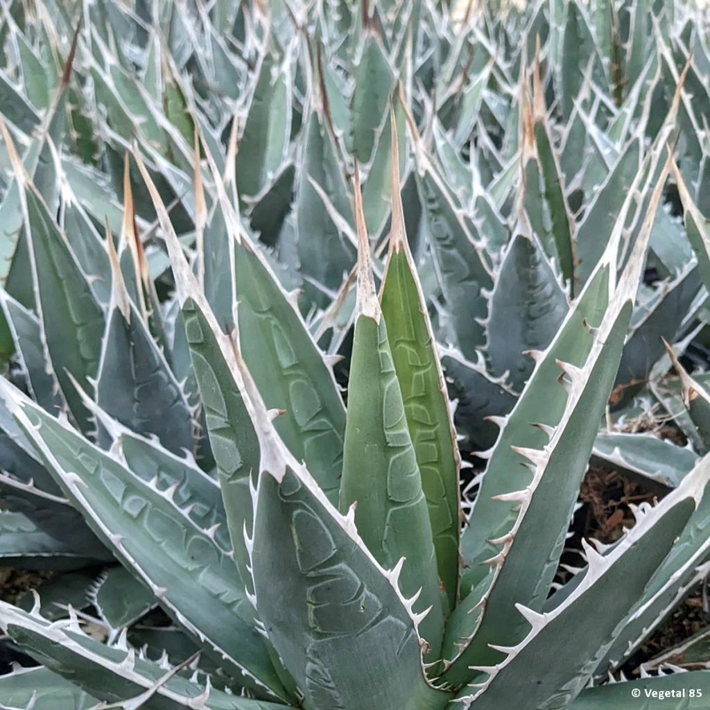 Agave Kerchovei 3 Agave Kerchovei