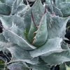 Agave Parrasana - Agave Chou -Promesse de fleurs Boutique AGAVE parrasana IF 18990 1