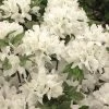 Azalée Du Japon Schneewittchen - Rhododendron Hybride -Promesse de fleurs Boutique AZALEE JAP SCHNEEWITTCHEN Copyright Minier 7832 1