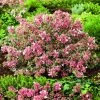 Abelia Magic Daydream 2 Abelia Magic Daydream -Promesse de fleurs Boutique Abelia Magic Daydream 85048 1 1