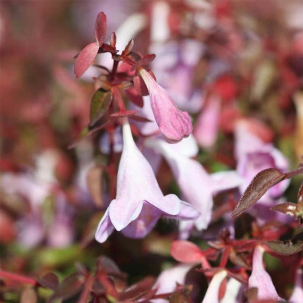 Abelia Pinky Bells 3 Abelia Pinky Bells
