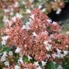 Abelia Raspberry Profusion -Promesse de fleurs Boutique Abelia Raspberry Profusion IF copyright 16618 3