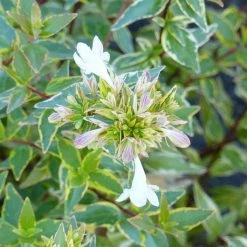 Abelia (x) Grandiflora Happy Daydream