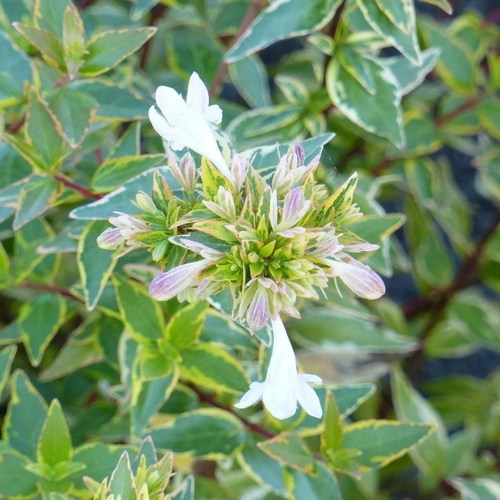 Abelia (x) Grandiflora Happy Daydream 3 Abelia (x) Grandiflora Happy Daydream