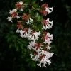 Abelia Grandiflora Semperflorens 1 Abelia Grandiflora Semperflorens -Promesse de fleurs Boutique Abelia grandiflora Semperflorens 1000122 1 1