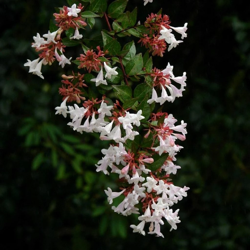 Abelia Grandiflora Semperflorens 3 Abelia Grandiflora Semperflorens