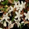 Abelia Grandiflora Sherwood 1 Abelia Grandiflora Sherwood -Promesse de fleurs Boutique Abelia grandiflora Sherwood 1000132 1