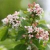 Abelia Mosanensis Sweet Emotion 1 Abelia Mosanensis Sweet Emotion -Promesse de fleurs Boutique Abelia mosanensis Sweet Emotion 87089 1