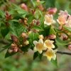 Abelia X Grandiflora Sunny Charm - Abélia à Grandes Fleurs. -Promesse de fleurs Boutique Abelia x grandiflora Sunny Charm MINDUO1 82321 1