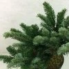 Abies Amabilis Spreading Star - Sapin Gracieux Nain 1 Abies Amabilis Spreading Star - Sapin Gracieux Nain -Promesse de fleurs Boutique Abies amabilis Spreading Star 607002 1