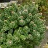 Sapin Nain - Abies Balsamea Piccolo -Promesse de fleurs Boutique Abies balsamea Piccolo 0609002 1