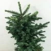 Sapin Noble - Abies Procera Bizarro 2 Sapin Noble - Abies Procera Bizarro -Promesse de fleurs Boutique Abies procera Bizarro 616002 1