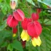 Abutilon Megapotamicum - Abutilon Du Grand Fleuve. 1 Abutilon Megapotamicum - Abutilon Du Grand Fleuve. -Promesse de fleurs Boutique Abulilon megapotamicum 83213 1