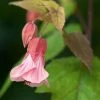 Abutilon Pink Charm -Promesse de fleurs Boutique Abutilon Pink Charm V 18700 1