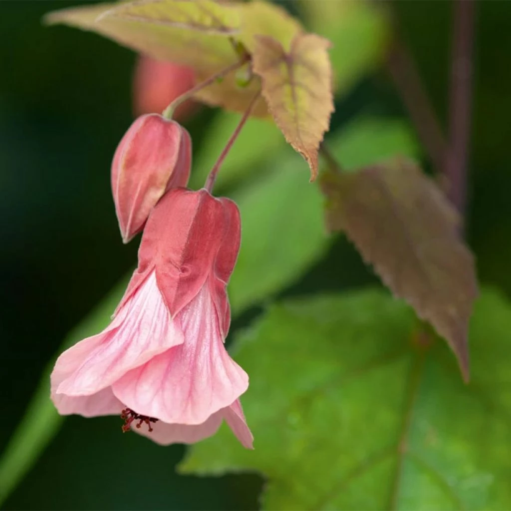 Abutilon Pink Charm 3 Abutilon Pink Charm