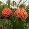Abutilon Striatum Redvein