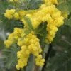 Acacia Dealbata Gaulois Astier GREFFE - Mimosa Des Fleuristes -Promesse de fleurs Boutique Acacia dealbata Gaulois Astier GREFFE 85885 1