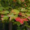 Acer Buergerianum - Erable De Buerger -Promesse de fleurs Boutique Acer buergerianum 87164 1