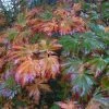 Érable Du Japon - Acer Japonicum Aconitifolium En Pot De 4/5L -Promesse de fleurs Boutique Acer japonicum Aconitifolium ld wlcutler 781545 1