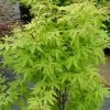 Érable Du Japon - Acer Palmatum Anne Irene -Promesse de fleurs Boutique Acer palmatum Anne Irene 1000422 1 1