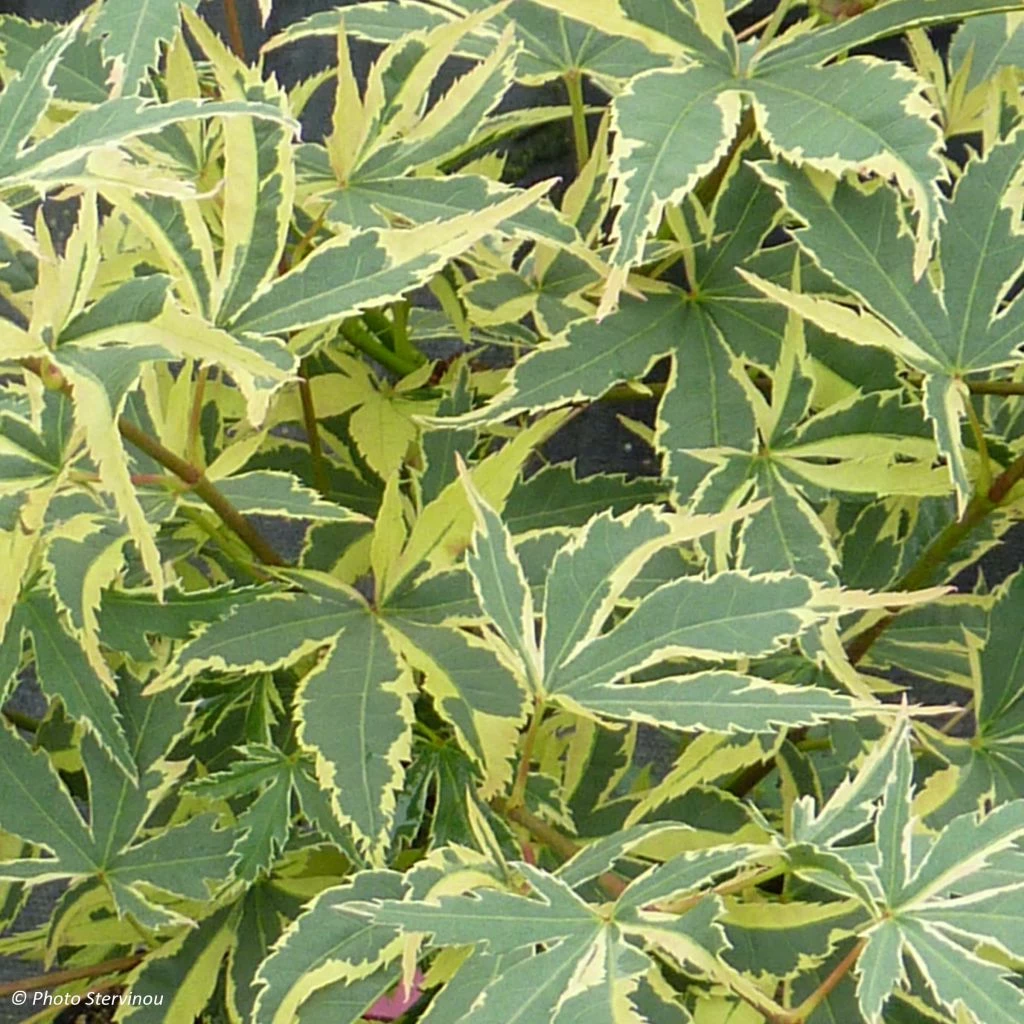 Erable Du Japon - Acer Palmatum Beni Shichihenge 3 Erable Du Japon - Acer Palmatum Beni Shichihenge