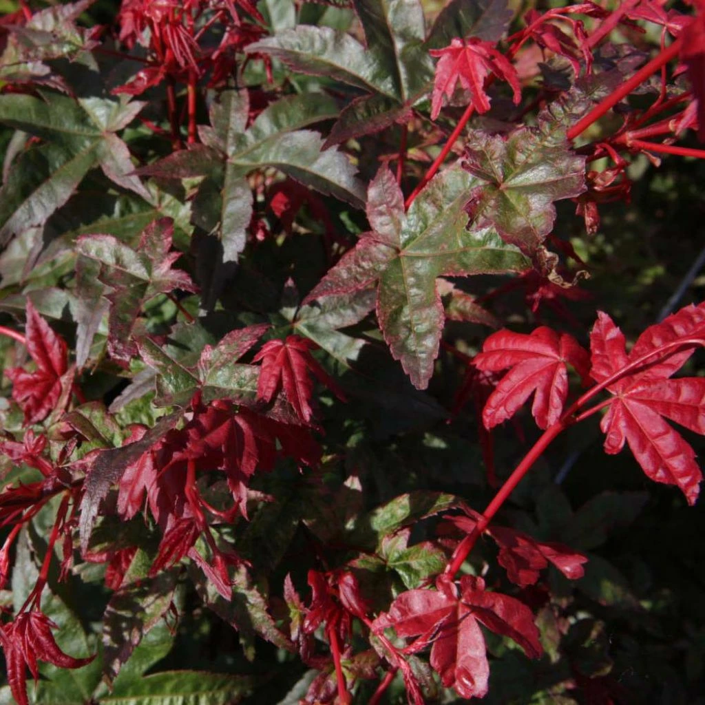 Érable Du Japon - Acer Palmatum Deshojo 3 Érable Du Japon - Acer Palmatum Deshojo