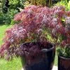 Erable Du Japon - Acer Palmatum Inaba-Shidare -Promesse de fleurs Boutique Acer palmatum Inaba 83920 1