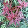 Érable Du Japon Jerre Schwartz - Acer Palmatum -Promesse de fleurs Boutique Acer palmatum Jarre Schwartz 89581 1