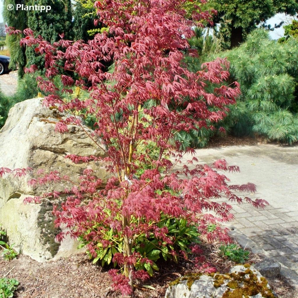 Érable Du Japon - Acer Palmatum Peve Starfish 3 Érable Du Japon - Acer Palmatum Peve Starfish