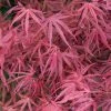 Erable Du Japon - Acer Palmatum Red Pygmy -Promesse de fleurs Boutique Acer palmatum Red Pygmy 83922 1