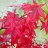 Érable Du Japon - Acer Palmatum Redwine