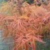 Erable Du Japon - Acer Palmatum Villa Taranto -Promesse de fleurs Boutique Acer palmatum Villa taranto 83928 1