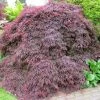 Acer Palmatum Dissectum Atropurpureum - Érable Du Japon 2 Acer Palmatum Dissectum Atropurpureum - Érable Du Japon -Promesse de fleurs Boutique Acer palmatum dissectum Atropurpureum 87965 1