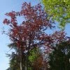 Acer Platanoides Royal Red - Érable Plane -Promesse de fleurs Boutique Acer pseudoplatanus Royal Red 87178 1