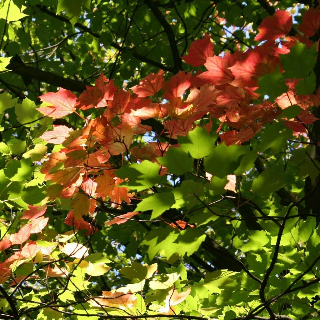 Érable Rouge - Acer Rubrum 3 Érable Rouge - Acer Rubrum
