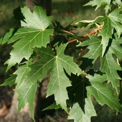 Acer Saccharinum Laciniatum Wieri - Érable Argenté
