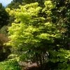 Érable Du Japon - Acer Shirasawanum Aureum -Promesse de fleurs Boutique Acer shirasawanum Aureum ld wlcutler 781553 1