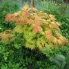 Érable Du Japon - Acer Shirasawanum Autumn Moon -Promesse de fleurs Boutique Acer shirasawanum Autumn moon 83917 1