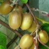 Kiwi Hayward (femelle) - Actinidia Deliciosa -Promesse de fleurs Boutique Actinidia Deliciosa Hayward femelle 781291 1