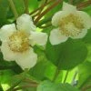 Kiwi Tomuri (mâle) - Actinidia Deliciosa 2 Kiwi Tomuri (mâle) - Actinidia Deliciosa -Promesse de fleurs Boutique Actinidia deliciosa Tomuri 80722 FL