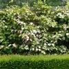 Actinidia Kolomikta Adam - Kiwi D'ornement Mâle -Promesse de fleurs Boutique Actinidia kolomikta Adam 88515 1