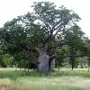 Adansonia Gregorii - Petit Baobab Australien -Promesse de fleurs Boutique Adansonia gregorii 89878 1