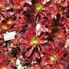 Aeonium Arboreum Garnet - Aeonium En Arbre -Promesse de fleurs Boutique Aeonium arboreum Garnet Aeonium en arbre LD 18016 1