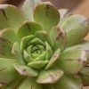 Aeonium Occidentale -Promesse de fleurs Boutique Aeonium occidentale V 18020 1