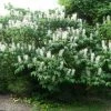 Aesculus Parviflora - Pavier Blanc -Promesse de fleurs Boutique Aesculus parviflora ld wlcutler 781554 1