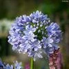 Agapanthe Full Moon -Promesse de fleurs Boutique Agapanthe Full Moon Agapanthus praecox subsp orientalis IF 18024 1