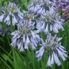 Agapanthe Celebration - Agapanthus 2 Agapanthe Celebration - Agapanthus -Promesse de fleurs Boutique Agapanthus Celebration 15046 1